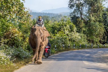 Luang Prabang, Laos-21 Aralık 2013: bir adam, bir Laos yolunda gerçek ulaşım çalışması yapmak için bir elephanto sürme, etrafında hiçbir turist ile