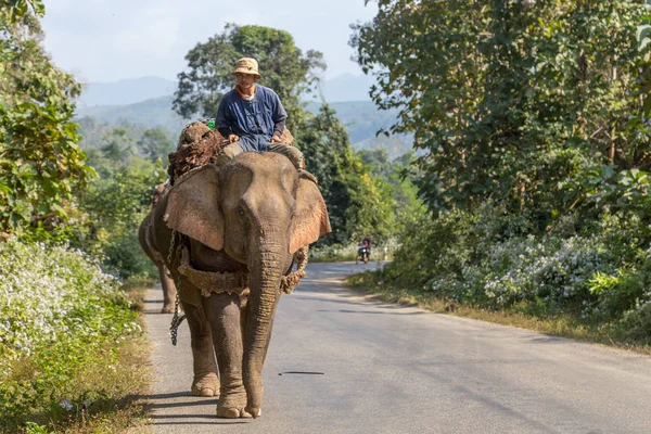 Luang Prabang, Laos-21 Aralık 2013: bir adam, bir Laos yolunda gerçek ulaşım çalışması yapmak için bir elephanto sürme, etrafında hiçbir turist ile