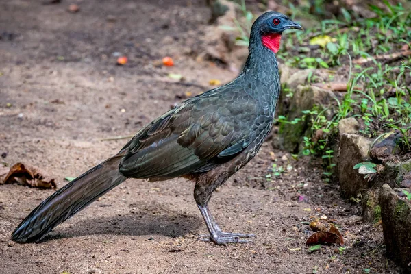 Jacu Typische Guan Jacquacu Vogels Stockafbeelding