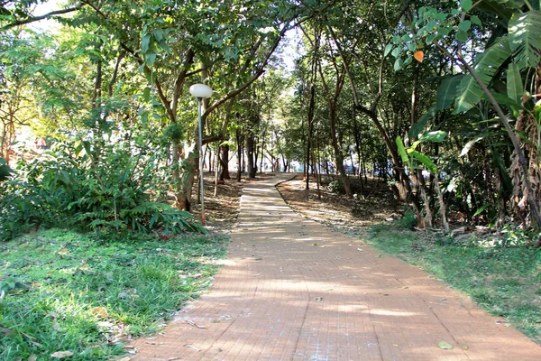 Camino en el parque con árboles — Foto de Stock