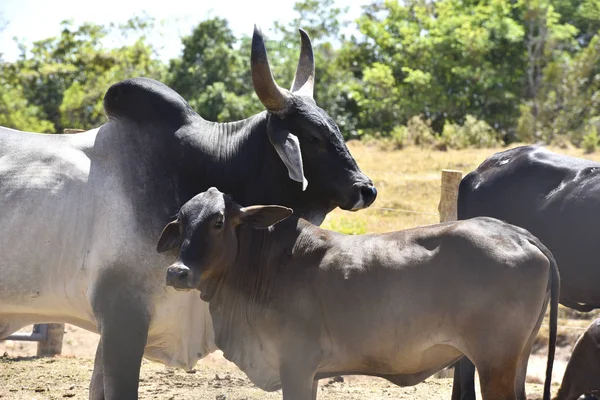 farm breeding with cow calf bull ox in nature landscape