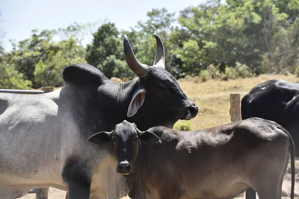 farm breeding with cow calf bull ox in nature landscape