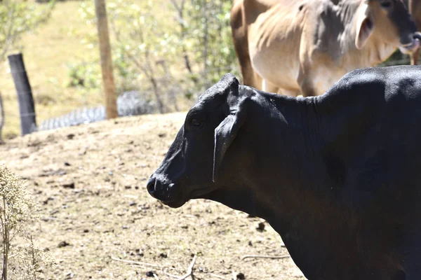 farm breeding with cow calf bull ox in nature landscape