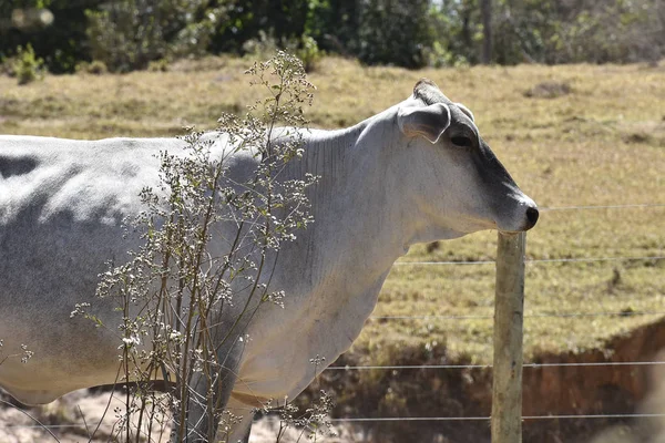 Cría de granja con buey ternero de vaca en el paisaje natural —  Fotos de Stock