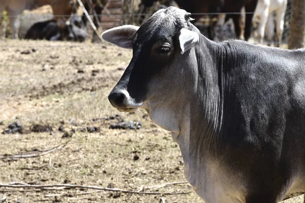 farm breeding with cow calf bull ox in nature landscape