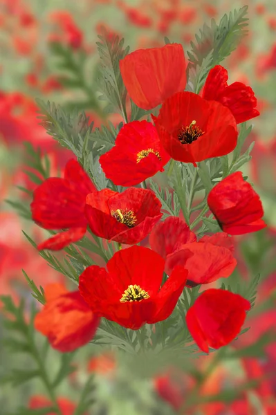  Haşhaş yaprakları