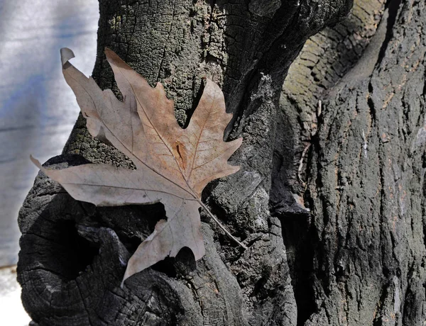 Foglia d'autunno sul vecchio albero — Foto Stock