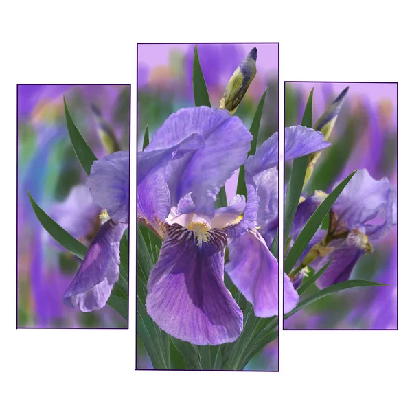 IRIS — Photo