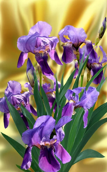 Bouquet de fleurs iris sur fond jaune — Photo