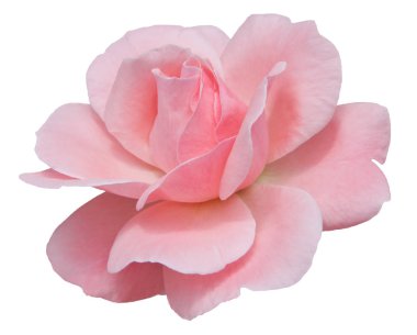 Beyaz arka planda pembe gül