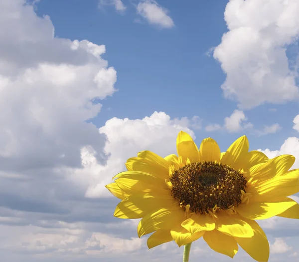 Bunga matahari pada latar belakang langit . — Stok Foto