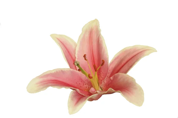 Lily fond blanc — Image vectorielle