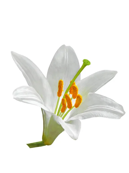 Weiße Lilie auf weißem Hintergrund — Stockvektor