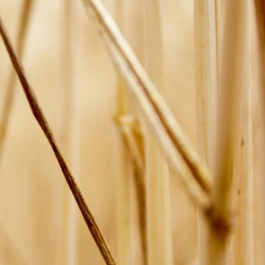 Ukrayna alanlarının altın buğday sivri