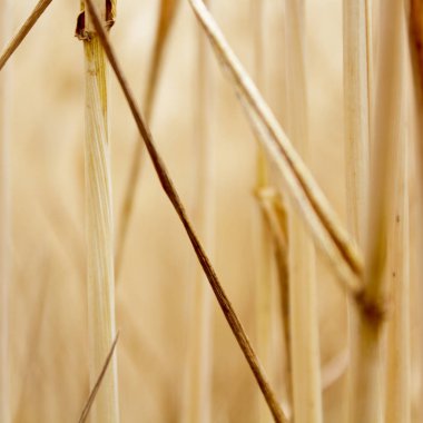 Ukrayna alanlarının altın buğday sivri