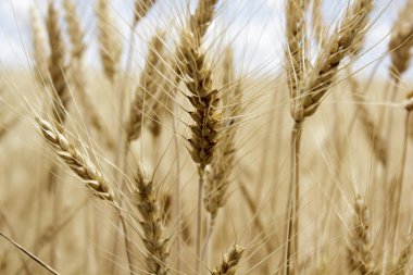 Ukrayna alanlarının altın buğday sivri