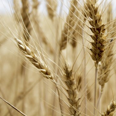 Ukrayna alanlarının altın buğday sivri