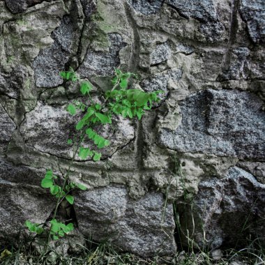 yeşil bitki örtüsü unsurları ile doğal taş doku