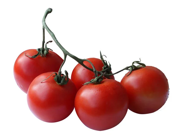 Gren Röda Mogna Saftiga Tomater Vatten Droppar Vit Bakgrund — Stockfoto