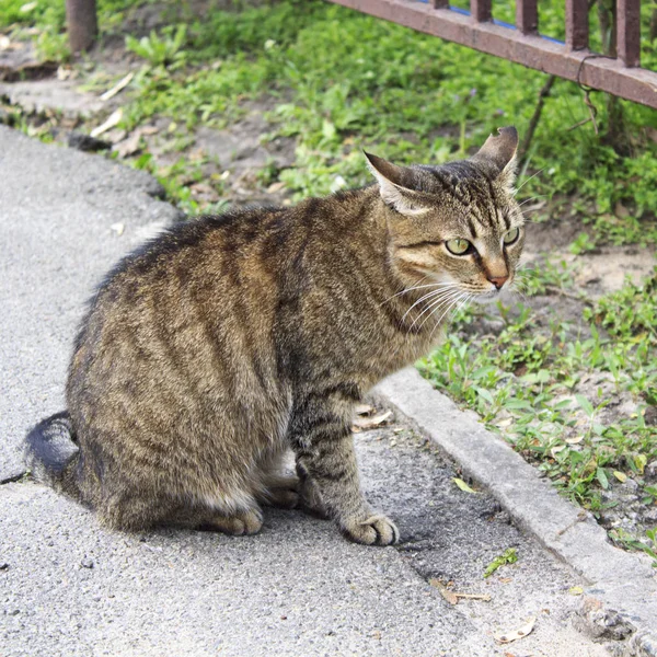 Street Cat Sitting Curb Waiting Owner — Stock Photo, Image