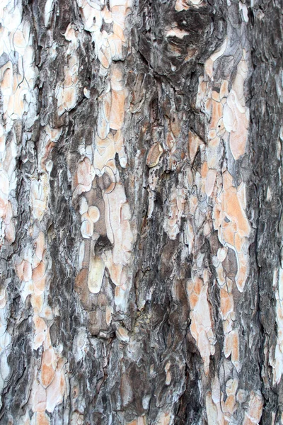 茶色と白色の古い木の樹皮の質感 — ストック写真