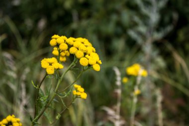 Bulanık doğa arka plan ile sarı yaban çiçekleri