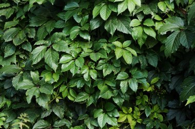 Dallı yabani üzüm yaprakları doğal arka plan. Vahşi üzüm sarmaşık arka plan ile duvar dokusu. Duvarda yeşil yeşillik.