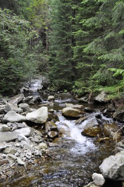 ormanlar arasında büyük taşlar arasında hızlı dağ nehri akar