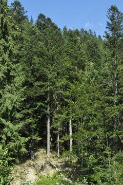 güneş ışığı ışınları bir dağ yamacında yeşil ağaçlar