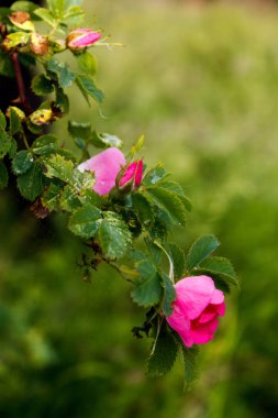 Pembe vahşi gül kalçalar sabah çiy bulanık doğa arka plan üzerinde düşer.