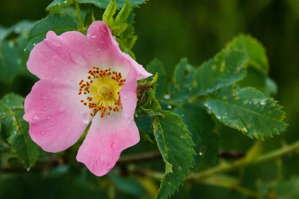 Рожеві Дикі Стегна Троянд Вранці Падають Роси Розмитому Фоні Природи — стокове фото