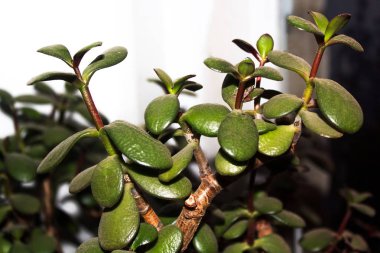 Şık para ağacı Crassula. Bonsai tarzı. Ev için dekoratif bitki. Yeşil yapraklar yakın çekim. Kapalı tesis