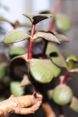 Şık para ağacı Crassula. Bonsai tarzı. Ev için dekoratif bitki. Yeşil yapraklar yakın çekim. Kapalı tesis