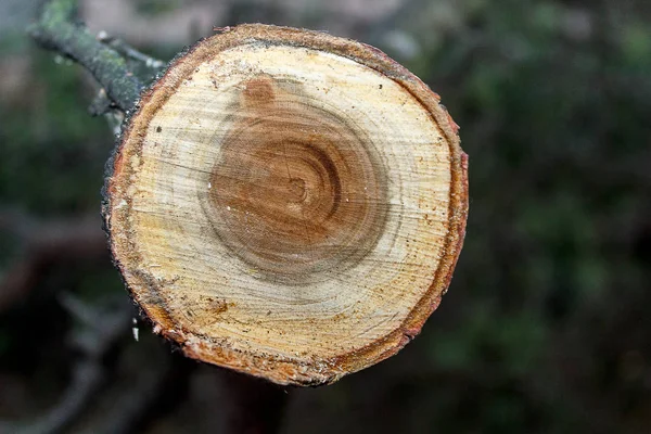 切り取られた幹の一部は 若い樫の木を落ちました 木の輪が見え のこぎりによって作られた跡 — ストック写真