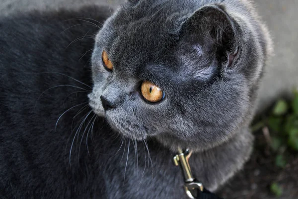 Γατάκι Μια Νεαρή Βρετανική Φυλή Γάτα Φωτεινά Πορτοκαλί Κίτρινα Μάτια — Φωτογραφία Αρχείου