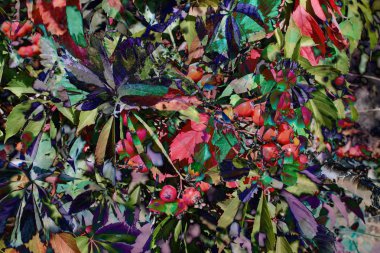 Soyut fantezi - yapraklı sonbahar motifleri kullanarak arka plan. kurgusal kompozisyon