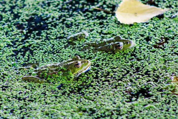 两只小草蛙 坦波里亚 正坐在海岸边河底的水里 青蛙特写 软选择性对焦 — 图库照片
