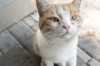 Sevimli beyaz-kırmızı kedi kameraya burnunu çeker. kabarık güzel sokak hayvanı