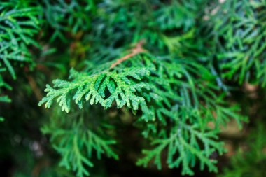 Eşkıyanın güzel dalları. yumuşak bulanık seçici odak, bokeh etkisi, şeffaf, bulanık dış hatlar arkaplan resmi oluşturmak için dallardaki tümseklerin.