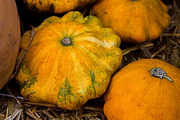 Muchas Calabazas Naranjas Hermosas Yacen Heno Paja — Foto de Stock