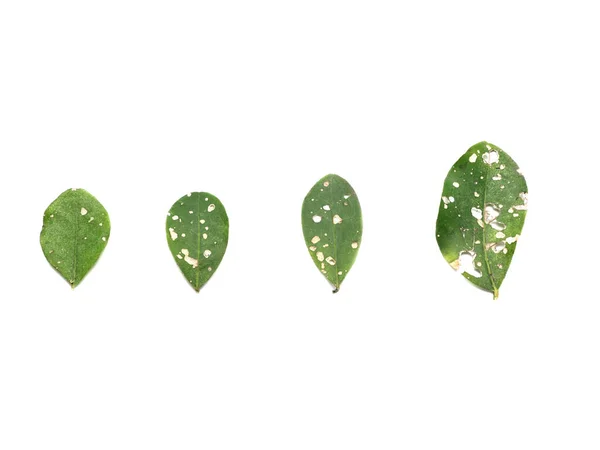 Zielone Liście Zjadane Przez Szkodniki Lub Gryzonie Izolowane Białym Tle — Zdjęcie stockowe