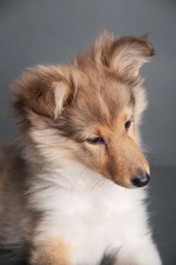 Sheltland Çoban Köpeği'nin yavrusu stüdyoda