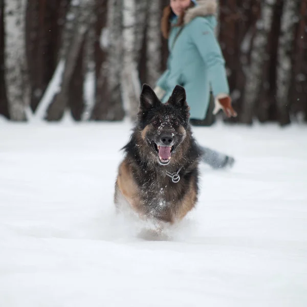 East European Shepherd playing in the snow