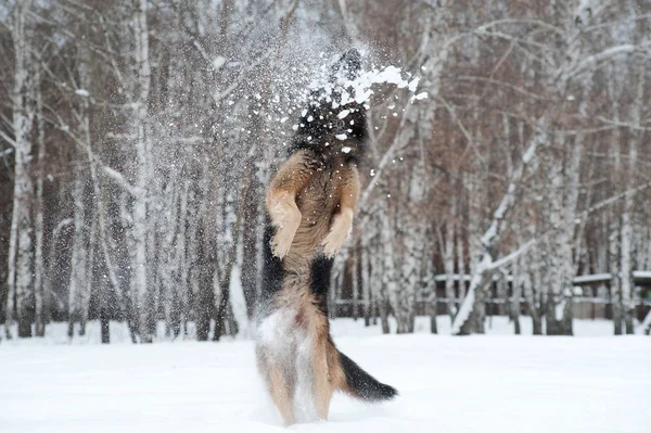 Восточноевропейская овчарка играет на снегу — стоковое фото