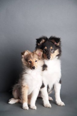 Sheltland Çoban Köpeği'nin yavrusu stüdyoda