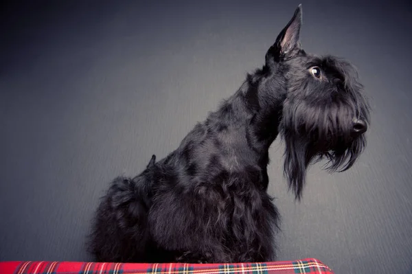 Bir tartan bez üzerinde Genç İskoç terrier