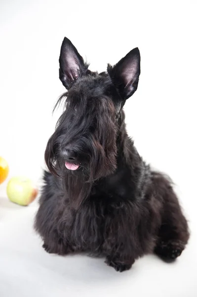 Terrier escocês jovem em um fundo branco — Fotografia de Stock