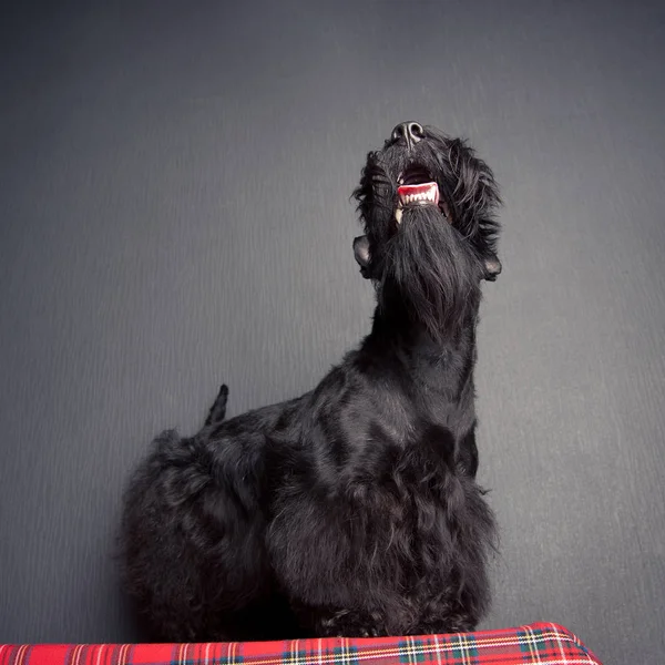 Terrier escocês jovem em um tecido de tartan — Fotografia de Stock