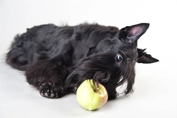 Terrier escocês jovem em um fundo branco com maçã — Fotografia de Stock