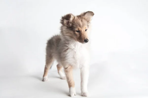 Sheltland Sheepdog's puppie in the studio — Stock Photo, Image